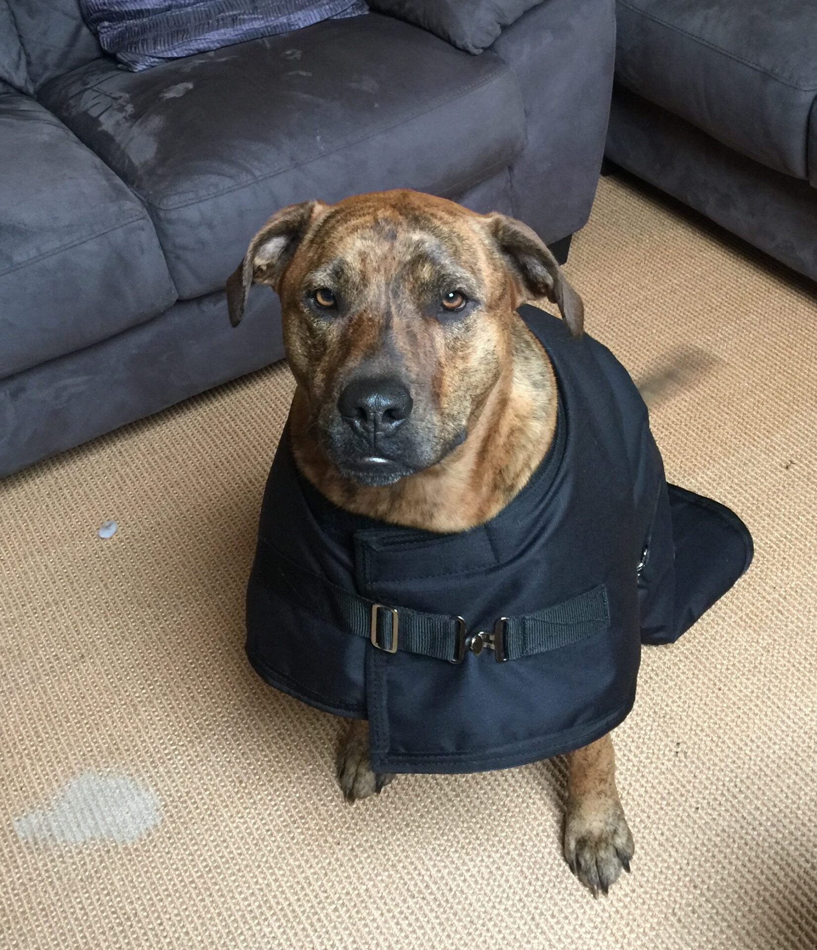 tiggie watching me play on computer