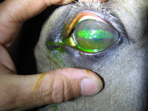 injured horse