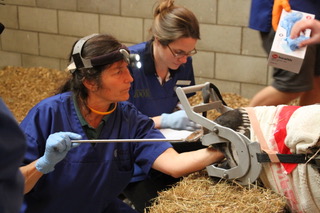 Itika the zebra at Auckland Zoo new release