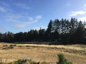 dry in nz Read an Ebook Week3